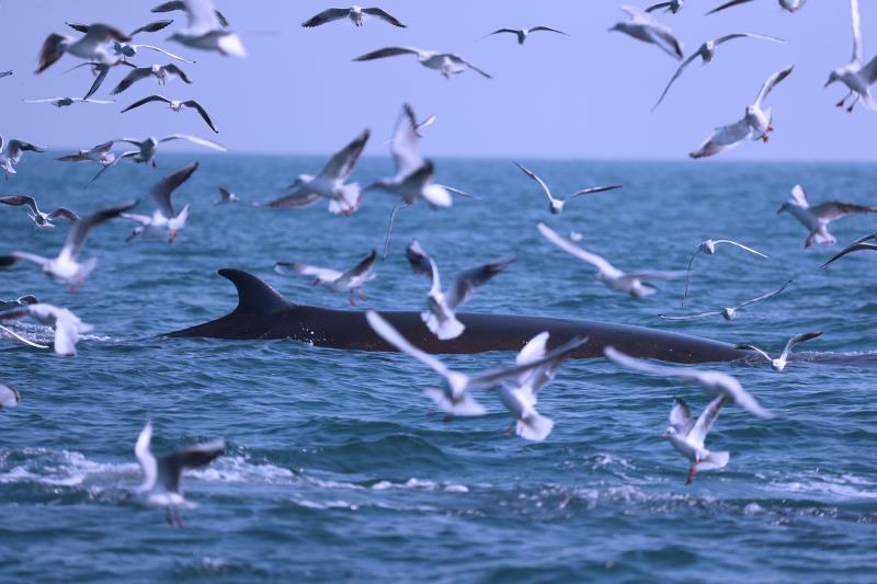 鲸鱼成“网红”引追捧 广西北海严厉打击非法观鲸行为