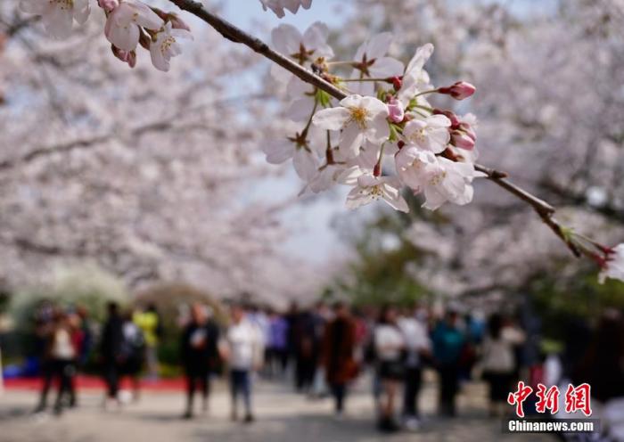 玉溪文旅部发布清明节假期出游提醒：抵制不合理低价游