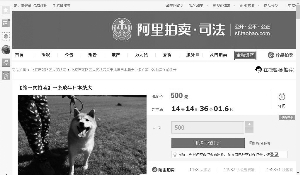 玉溪主人拖欠寄养费 小柴犬被拍卖引起网友围观